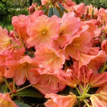 Rhododendron 'September Song' 