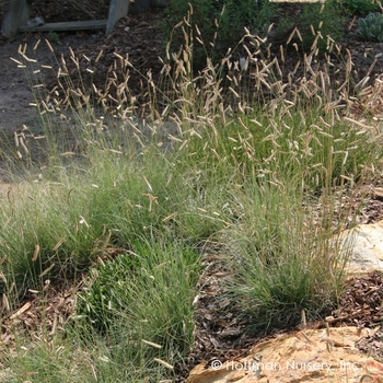 Bouteloua gracilis