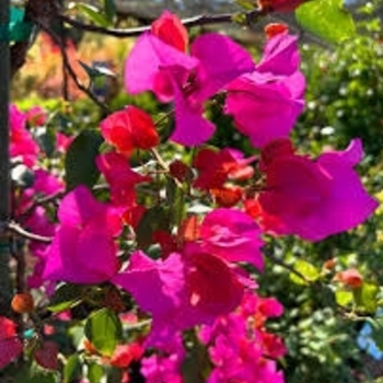 Bougainvillea 'James Walker' 