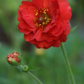 Geum 'Double Bloody Mary' 