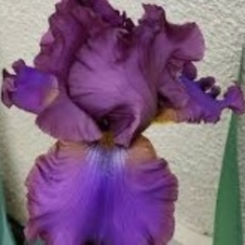 Iris germanica 'Jurassic Park' 