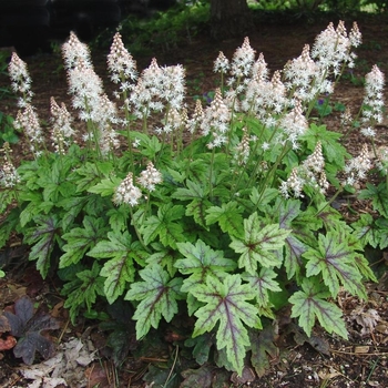 Tiarella 'Elizabeth Oliver' 