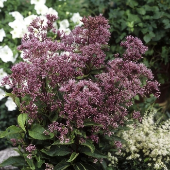 Eupatorium 'Phantom' PP18354