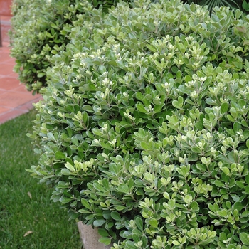 Pittosporum crassifolium 'Compactum' 
