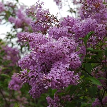 Syringa x chinensis