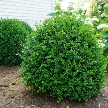 Buxus NewGen 'Independence®' (302243)