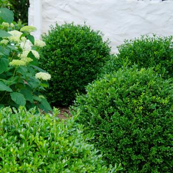 Buxus NewGen 'Independence®' (302244)