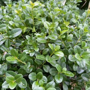 Buxus NewGen 'Freedom®' (302248)