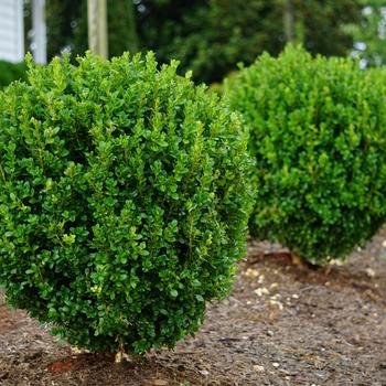 Buxus NewGen 'Freedom®' (302249)