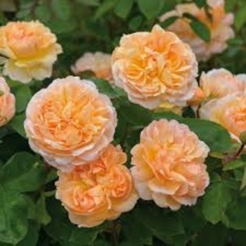 Rosa 'The Lady Gardener' 