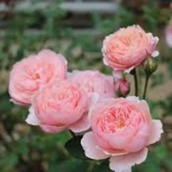 Rosa 'AUSglove' 