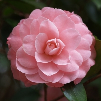 Camellia japonica 'Fran Homeyer' 