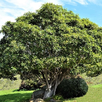 Pittosporum undulatum