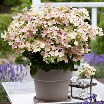 Hydrangea paniculata 'AJ14' 