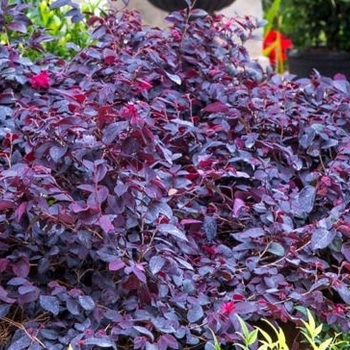 Loropetalum chinense 'Red Chocolate' 
