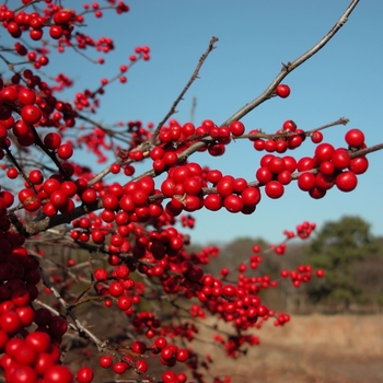 Ilex verticillata 'Jim Dandy' 
