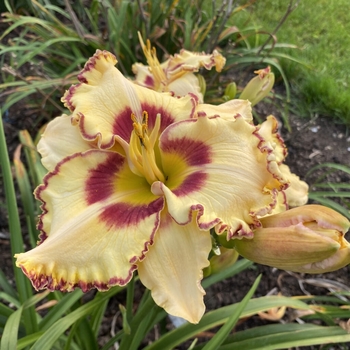 Hemerocallis 'King of the Ages' USPP25815P2