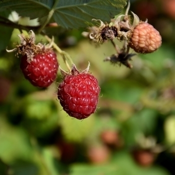 Rubus idaeus 'Canby Red' 