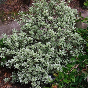 Pittosporum tenuifolium 'Marjorie Channon' 