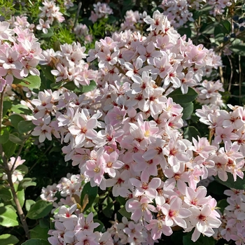 Rhaphiolepis indica 'Ballerina' 