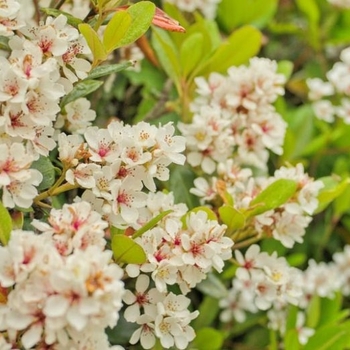 Rhaphiolepis umbellata 'Minor' 