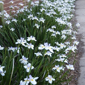 Dietes iridioides