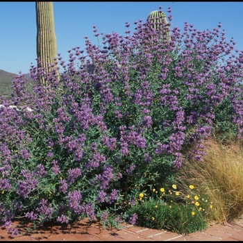 Salvia clevelandii