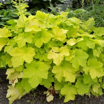 Heuchera villosa 'Citronelle' PP17934