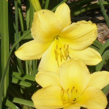 Hemerocallis 'Scentual Sundance' 
