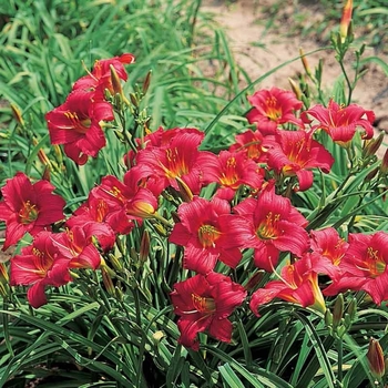 Hemerocallis 'Little Business' 