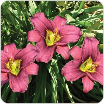 Hemerocallis 'Grape Ripples' 