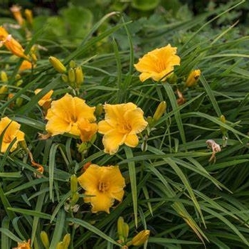 Hemerocallis 'Mini Stella' 