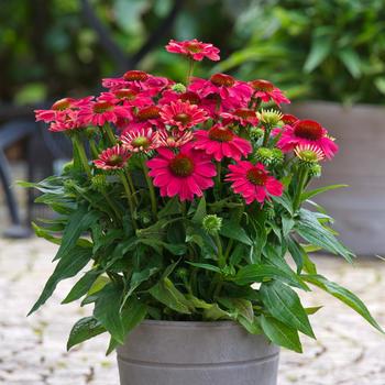 Echinacea purpurea SunMagic® 'Vintage Lipstick'