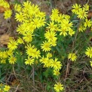 Chrysopsis mariana