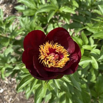 Paeonia 'Chocolate Soldier' 
