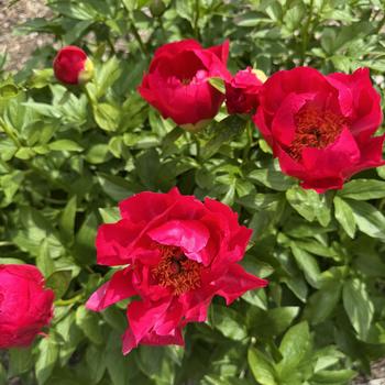 Paeonia 'Red Red Rose'