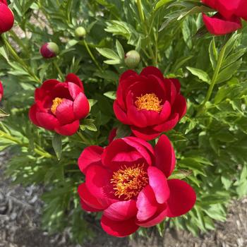 Paeonia 'Red Red Rose' (302413)