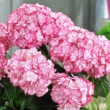 Hydrangea macrophylla 'H20-02' 