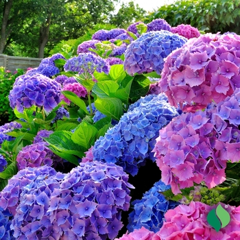 Hydrangea macrophylla 'Merritt's Beauty' 