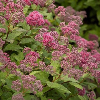 Spiraea japonica 'SMSJMLA' USPP23043P2