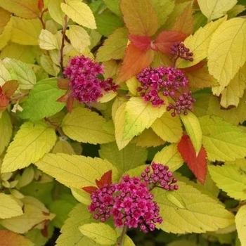 Spiraea japonica 'SMSJMLG' PPAF