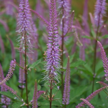 Veronicastrum virginicum 'Fascination' 