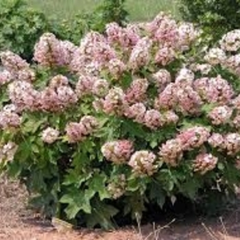 Hydrangea quercifolia 'Munchkin' 