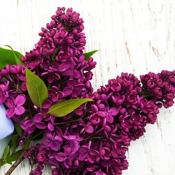 Syringa vulgaris 'Monge' 