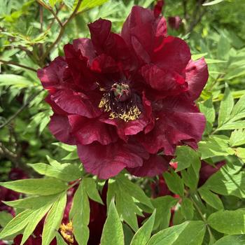 Paeonia delavayi f. lutea 'Iphigenia'