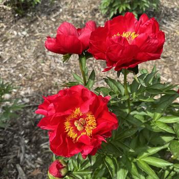 Paeonia 'Bright Knight'