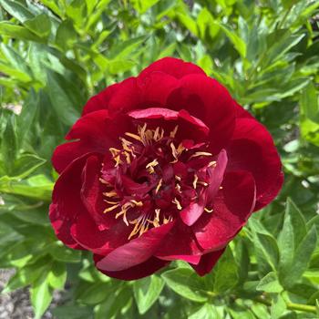 Paeonia 'Bravura'