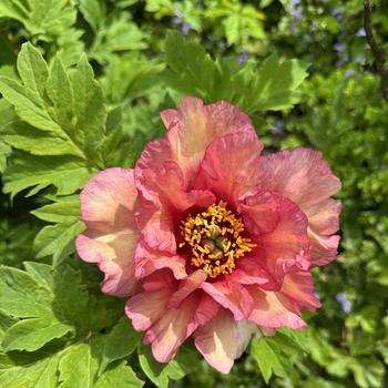 Paeonia delavayi f. lutea 'Ruffled Sunset' 