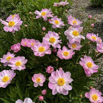Paeonia lactiflora 'Frances'