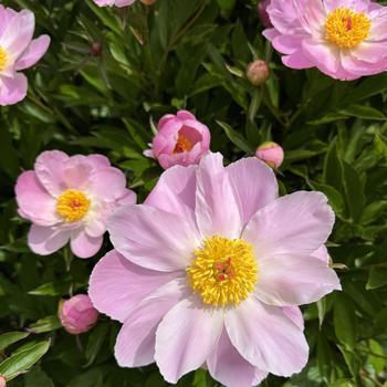 Paeonia lactiflora 'Frances' (302453)